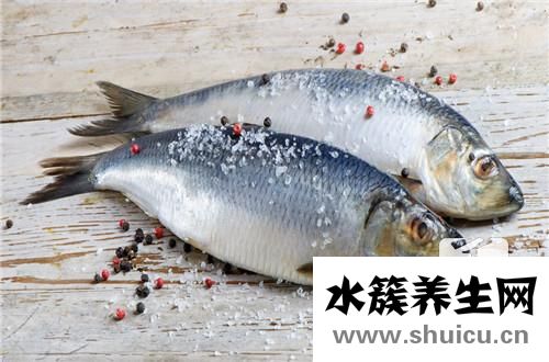 鮐鲅魚
