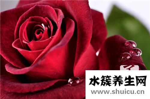 女生喝什么茶好