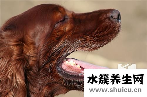 狂犬病的主要表現