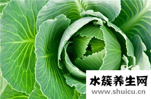 甘藍和包菜的區(qū)別