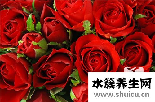 玫瑰花茶和什么搭配好