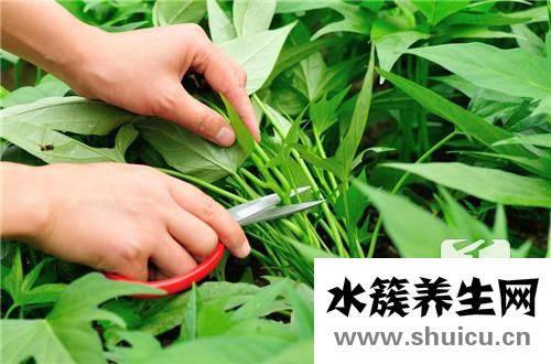 蒲公英功效與作用