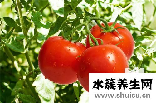 西紅柿什么時候吃最好