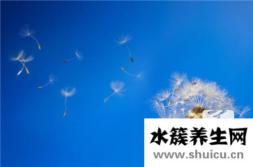 蒲公英茶哪些人不宜喝