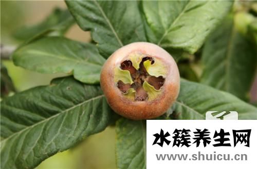 枇杷葉煮水治咳嗽