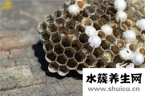 被蜂蜇了怎么辦