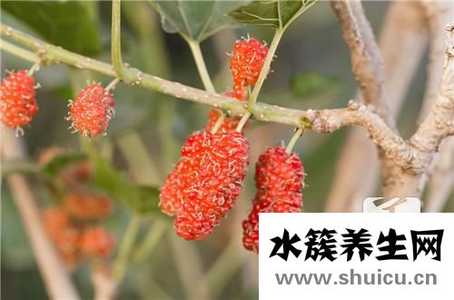 黑桑葚干的功效與作用