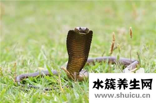 銀環(huán)蛇泡酒