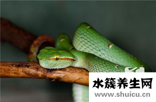 銀環(huán)蛇泡酒