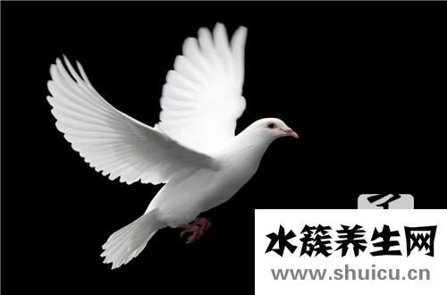 鴿子蛋營養價值