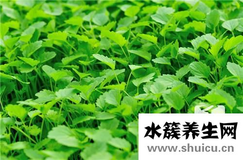 益母草的副作用