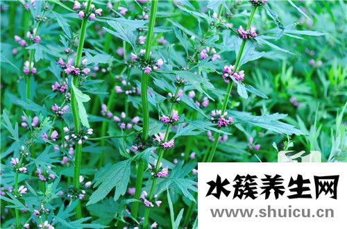 益母草的副作用