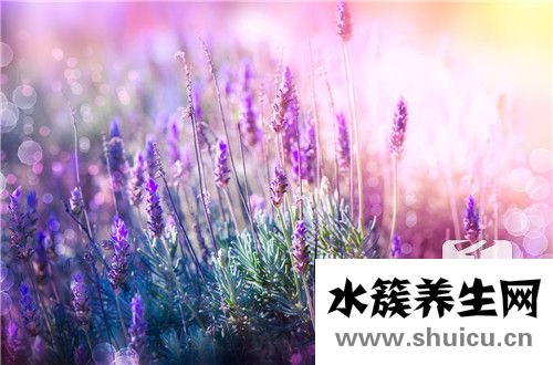 薰衣草精油的作用