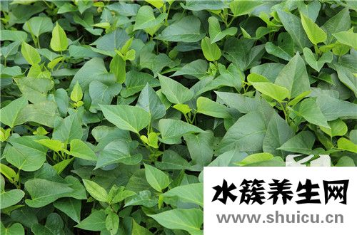 番薯發(fā)芽能吃嗎