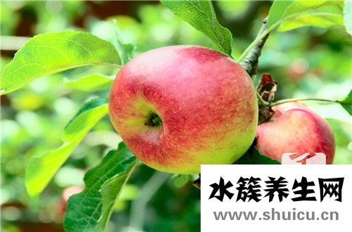 懷孕期間吃什么水果好