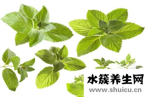 薄荷葉的功效