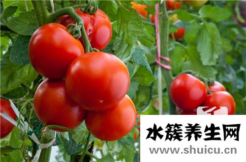 番茄排骨湯的做法