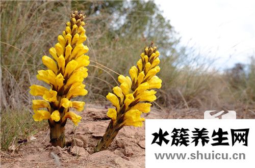 肉蓯蓉的功效與作用