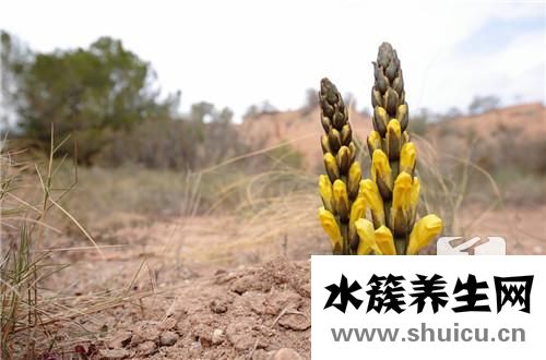 肉蓯蓉的功效與作用