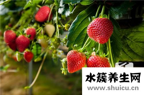 草莓吃多了會(huì)上火嗎