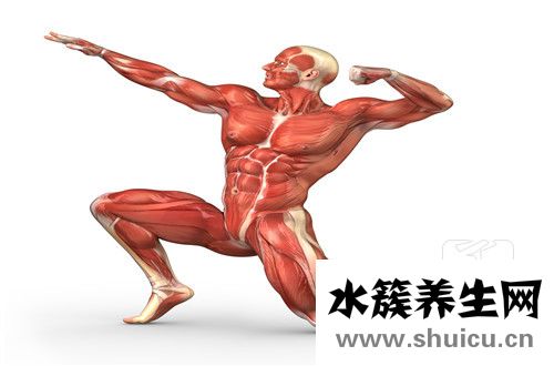 前鋸肌鍛煉方法