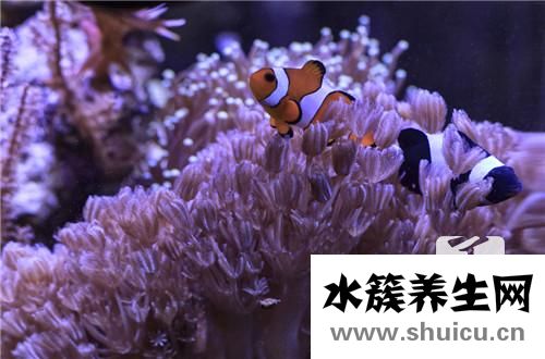 產婦能吃海參嗎