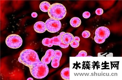 白細(xì)胞高辦