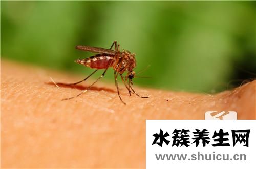 招蚊子原因