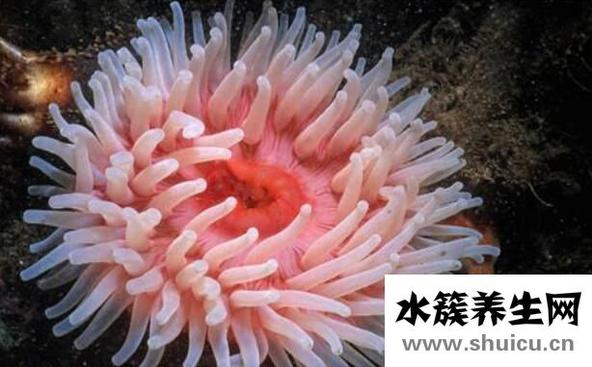 海葵的功效和作用