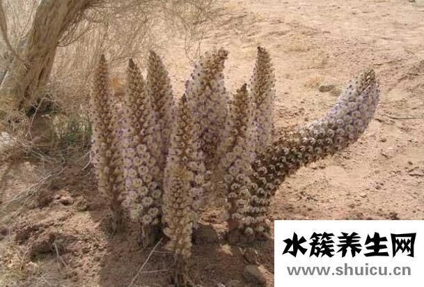 肉蓯蓉三種人不能吃