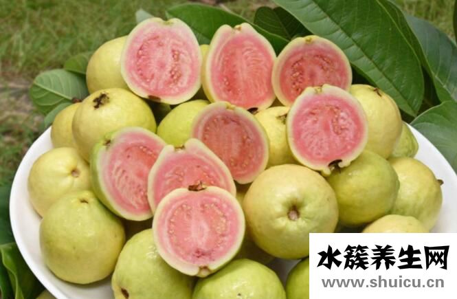 芭樂的功效與作用禁忌