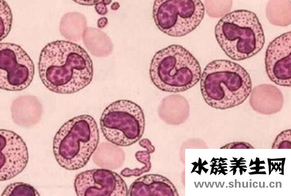 白細(xì)胞偏高怎么降下來(lái)