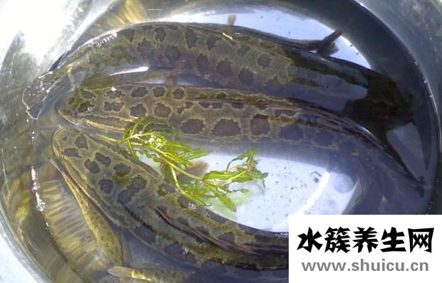 黑魚不適合什么人吃