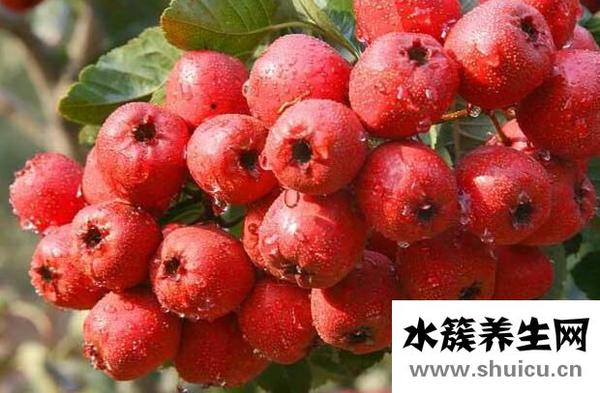 山楂的禁忌與副作用