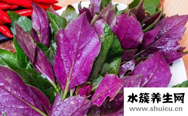 紅鳳菜的功效與作用