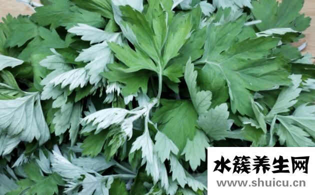 最有效的11種驅蚊方法