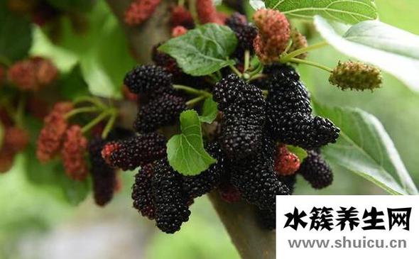 腎陰虛吃什么補最快