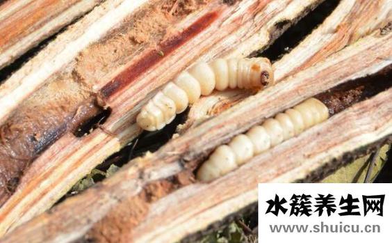 斗米蟲的功效與作用