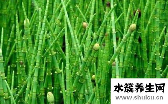 節節草能治什么病