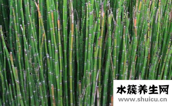 節節草能治什么病