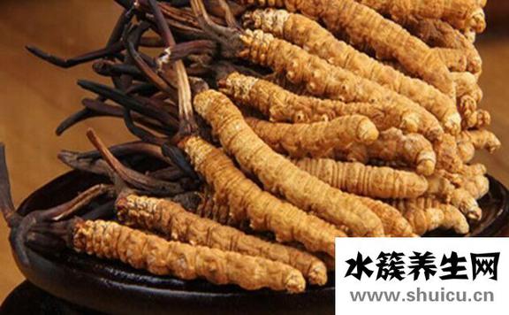 蟲草的功效與作用禁忌