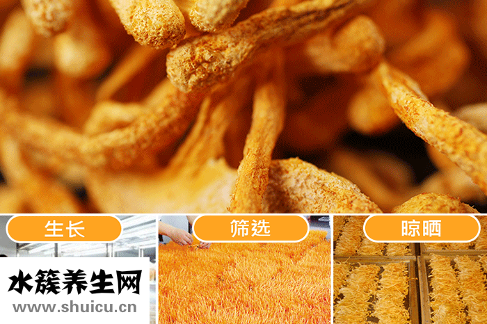 蛹蟲草的功效與作用