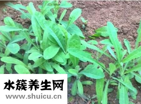 苦麻菜的功效與作用