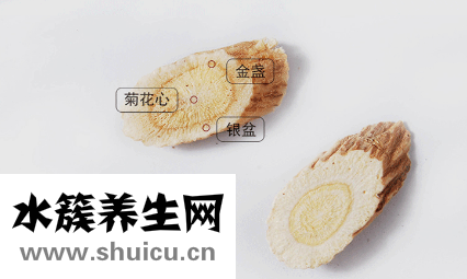 每片黃芪都有金盞銀盆菊花心