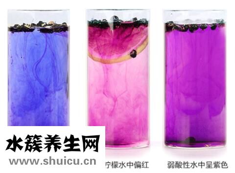 黑枸杞真假怎樣辨別