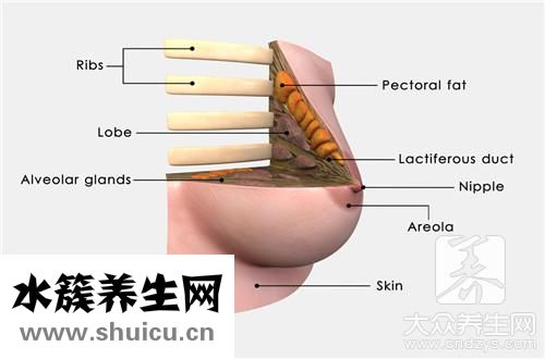 乳腺實(shí)性結(jié)節(jié)是什么