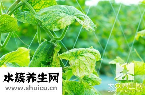 常春藤和常青藤一樣嗎