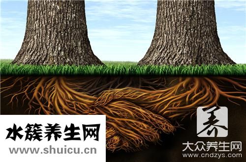 消滅白蟻簡單有效方法