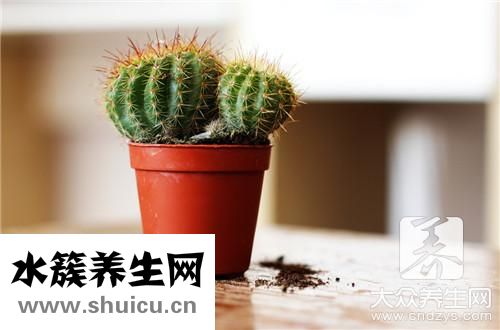 臥室適合放什么花