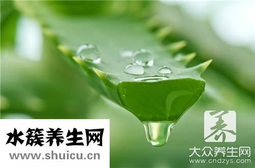 盆栽蘆薈可以擦臉嗎